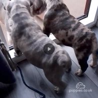 French Bulldog - Dogs
