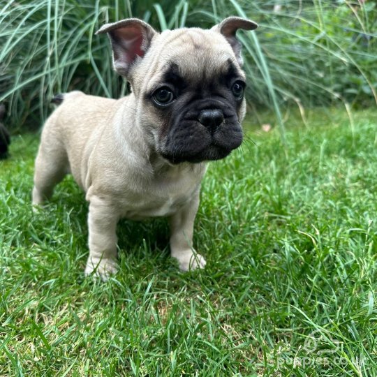 French Bulldog - Dogs