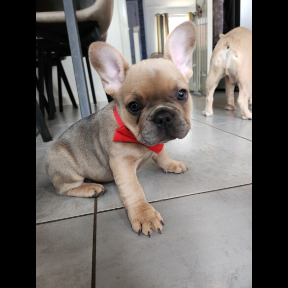 French Bulldog - Bitches