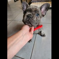 French Bulldog - Bitches