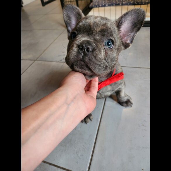 French Bulldog - Bitches