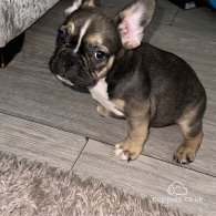 French Bulldog - Both