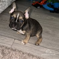 French Bulldog - Both