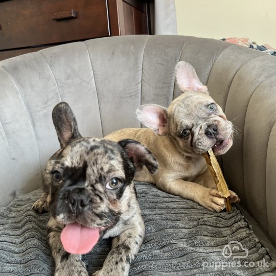 French Bulldog - Both