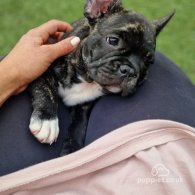 French Bulldog - Dogs