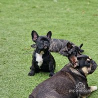 French Bulldog - Dogs