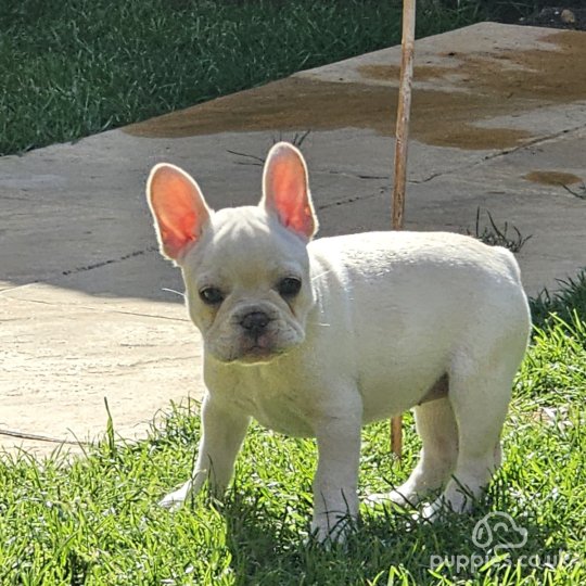 French Bulldog - Both