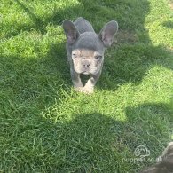 French Bulldog - Both