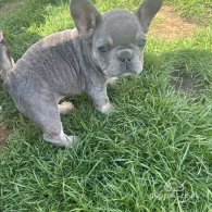 French Bulldog - Both