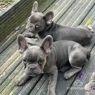 French Bulldog - Both