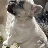 French Bulldog - Bitches