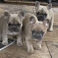 French Bulldog - Bitches