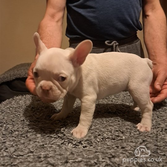 French Bulldog - Both