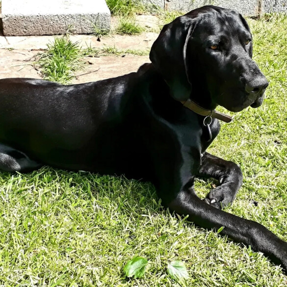 German Pointer