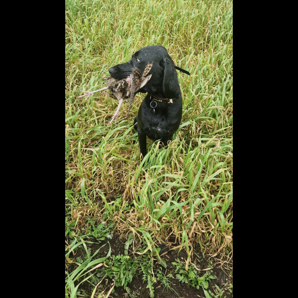 German Pointer