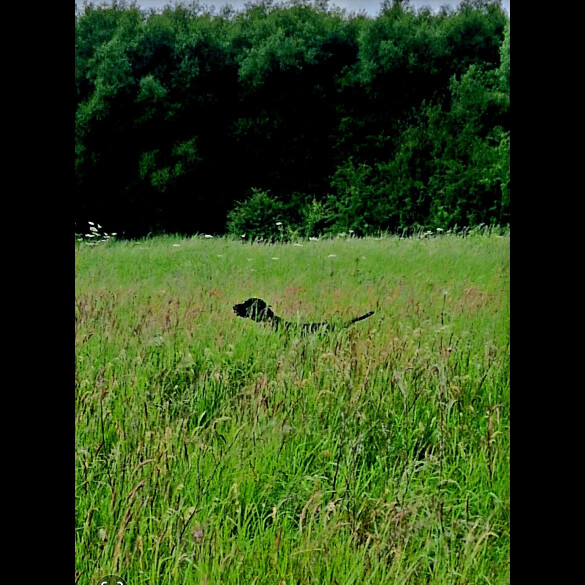 German Pointer