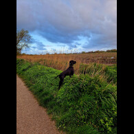 German Pointer