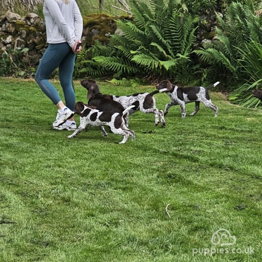 German Pointer - Dogs