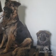 German Shepherd (Alsatian) - Bitches