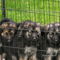 German Shepherd (Alsatian) - Bitches