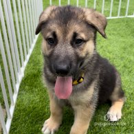 German Shepherd (Alsatian) - Both