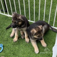 German Shepherd (Alsatian) - Both