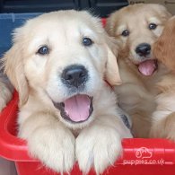 Golden Retriever - Both