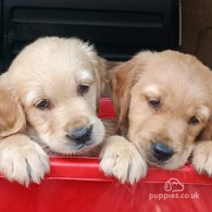 Golden Retriever - Both