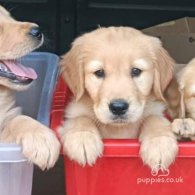 Golden Retriever - Both