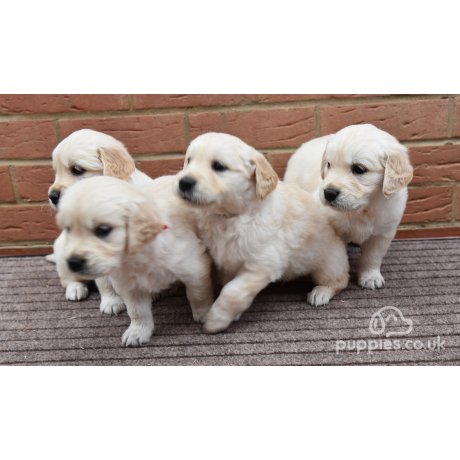 Kennel club golden retriever puppies for sale best sale