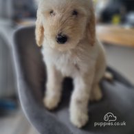 Goldendoodle - Both