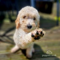 Goldendoodle - Both