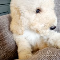 Goldendoodle - Both