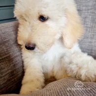 Goldendoodle - Both