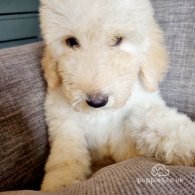 Goldendoodle - Both