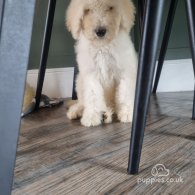 Goldendoodle - Both