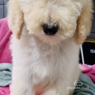 Goldendoodle - Both