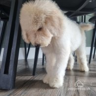 Goldendoodle - Both