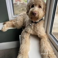 Goldendoodle - Both