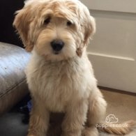 Goldendoodle - Both