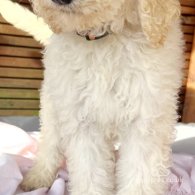 Goldendoodle - Both