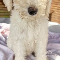 Goldendoodle - Both