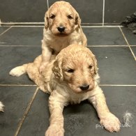 Goldendoodle - Bitches