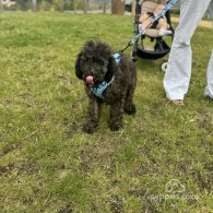 Goldendoodle - Both