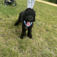 Goldendoodle - Both