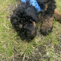 Goldendoodle - Both