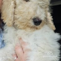 Goldendoodle - Both