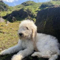 Goldendoodle - Both