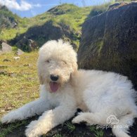 Goldendoodle - Both