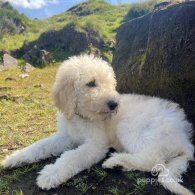 Goldendoodle - Both